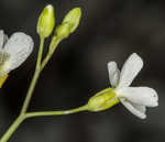 Lyrate rockcress